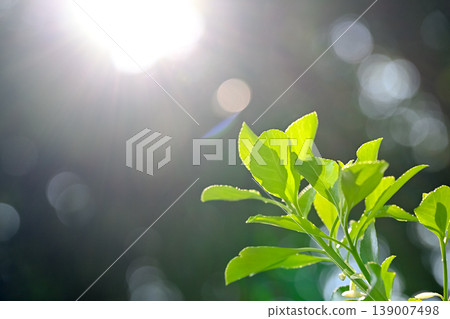 Ecology image Ecology image 139007498