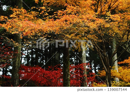 Autumn leaves of Hiei Mountain Autumn leaves of Hiei Mountain 139007544