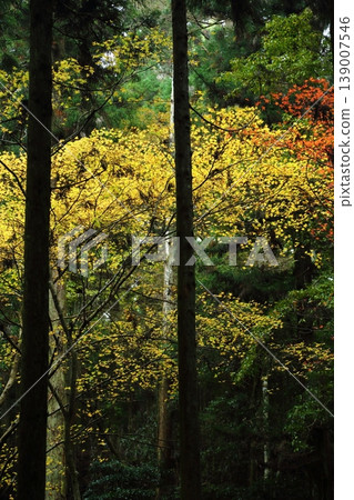 Autumn leaves of Hiei Mountain 139007546