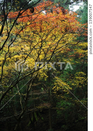 Autumn leaves of Hiei Mountain 139007547
