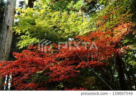 Autumn leaves of Hiei Mountain 139007548