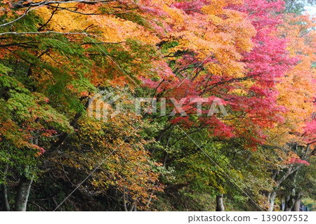Autumn leaves of Hiei Mountain Autumn leaves of Hiei Mountain 139007552