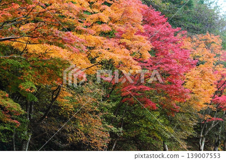 Hiei山秋葉 139007553