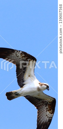 A soaring osprey 139007568
