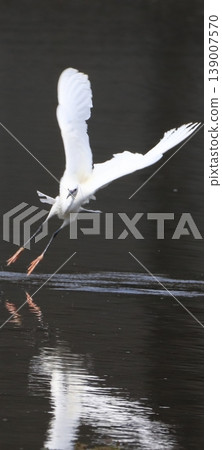A little egret in flight A little egret in flight 139007570