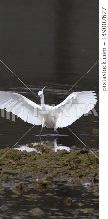Little egret in flight, part 3 Little egret in flight, part 3 139007627