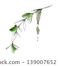 Delicate curved botanical branch with green watercolor leaves and pencil sketch detail. Botanical hand drawn illustration, packaging, branding, editorial design, nature themes, decorative elements. 139007652