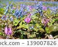 A close-up of a dogtooth violet and a cluster of Corydalis ambigua. 139007826
