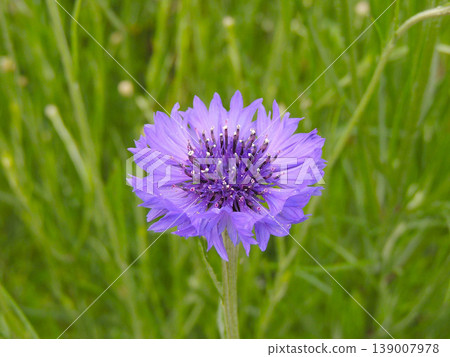 cornflower cornflower 139007978