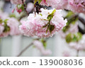 特寫鏡頭展現了日本雪球花在春天柔美綻放的花朵。 139008036