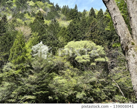 群山被翠綠的植被環繞 139008041