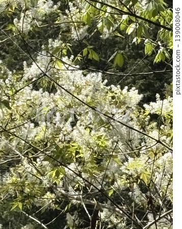 Mountains enveloped in fresh greenery 139008046
