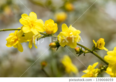 早春時節,黃色的花朵點綴著春日。 早春時節,黃色的花朵點綴著春日。 139008059