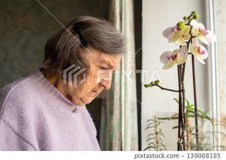 Elderly woman looking at blooming orchid by a window in a quiet home interior Elderly woman looking at blooming orchid by a window in a quiet home interior 139008185