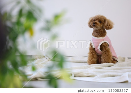 散步的玩具貴賓犬 139008237