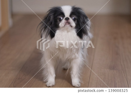 Cute Indoor Portrait of a Japanese Chin (Japanese Dog) - Companion Dog, Black and White Cute Indoor Portrait of a Japanese Chin (Japanese Dog) - Companion Dog, Black and White 139008325