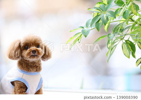 一隻玩具貴賓犬像模特兒一樣被拍照。 139008390