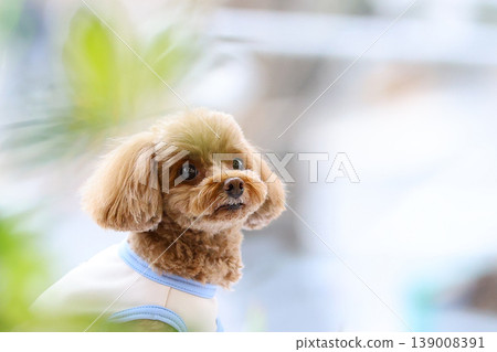 一隻玩具貴賓犬像模特兒一樣被拍照。 一隻玩具貴賓犬像模特兒一樣被拍照。 139008391