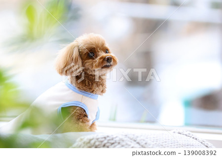 一隻玩具貴賓犬像模特兒一樣被拍照。 139008392