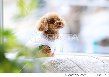 一隻玩具貴賓犬像模特兒一樣被拍照。 一隻玩具貴賓犬像模特兒一樣被拍照。 139008394