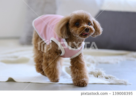 A toy poodle being photographed like a model. A toy poodle being photographed like a model. 139008395