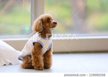 一隻玩具貴賓犬像模特兒一樣被拍照。 139008398