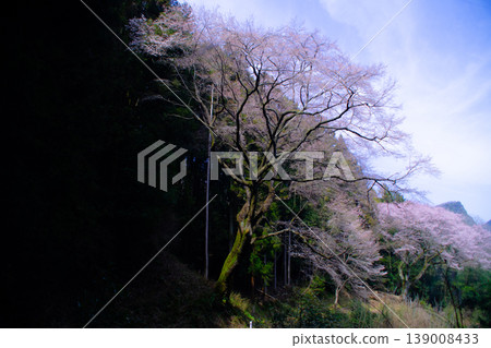 櫻花的風景 139008433