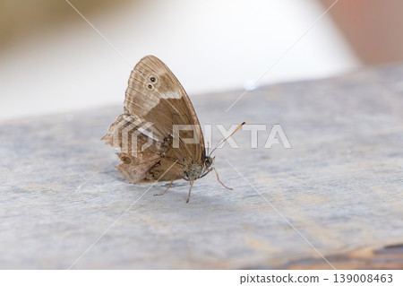 A brown butterfly resting its wings on a wooden table. 139008463
