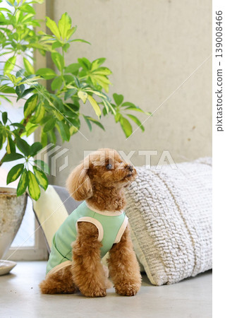 一隻玩具貴賓犬像模特兒一樣被拍照。 139008466