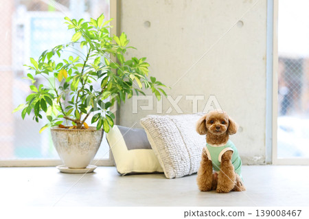 A toy poodle being photographed like a model. 139008467