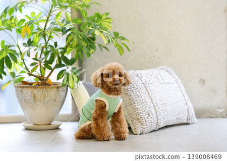 一隻玩具貴賓犬像模特兒一樣被拍照。 139008469
