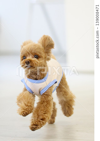 A toy poodle being photographed like a model. A toy poodle being photographed like a model. 139008471