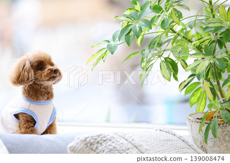 一隻玩具貴賓犬像模特兒一樣被拍照。 139008474