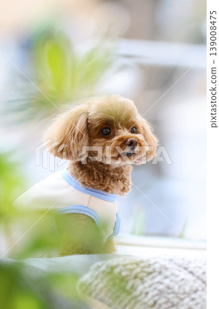 一隻玩具貴賓犬像模特兒一樣被拍照。 139008475