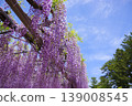 紫藤花發光在藍天 139008545