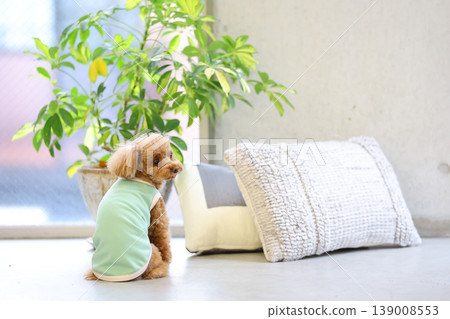 A toy poodle being photographed like a model. A toy poodle being photographed like a model. 139008553