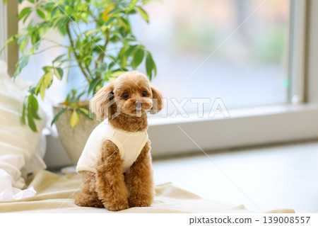 一隻玩具貴賓犬像模特兒一樣被拍照。 139008557