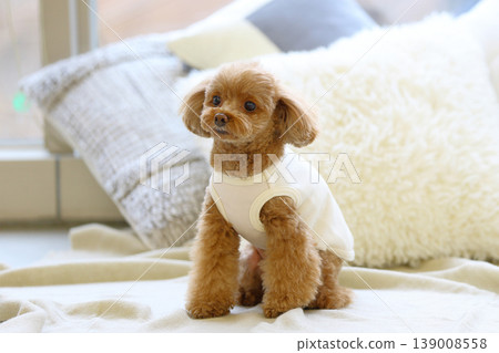 A toy poodle being photographed like a model. A toy poodle being photographed like a model. 139008558