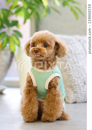 一隻玩具貴賓犬像模特兒一樣被拍照。 139008559