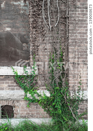 Wall covered with ivy Wall covered with ivy 139008673