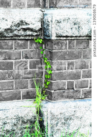 Brick wall and ivy Brick wall and ivy 139008679