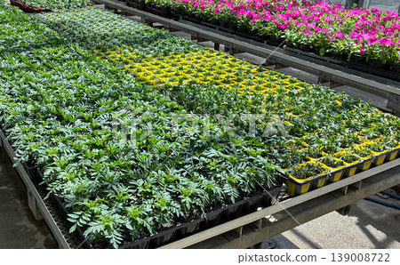 Marigold seedlings lined up in a seedling tray, with petunias blooming in the background (gardening/flower seedlings) 139008722