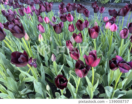 Tulip field 139008737