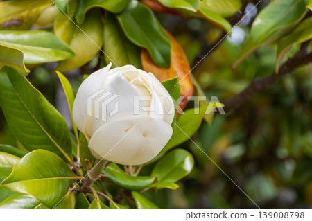 Large white buds of the Magnolia grandiflora that bloom in early summer Large white buds of the Magnolia grandiflora that bloom in early summer 139008798
