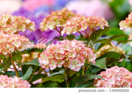 A beautiful hydrangea with a delicate pink and white gradient. 139008800