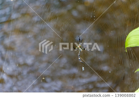A close-up of a long-bodied golden orb-weaver spider building its web near the water's edge. 139008802