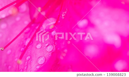 Red azalea flowers and water droplets 139008823
