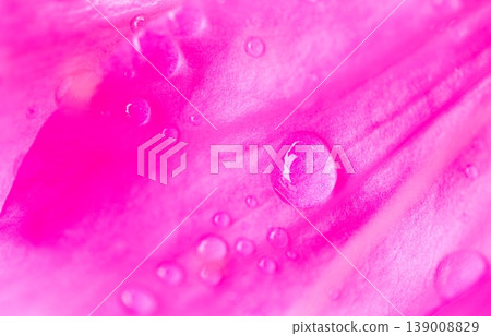 Red azalea flowers and water droplets 139008829