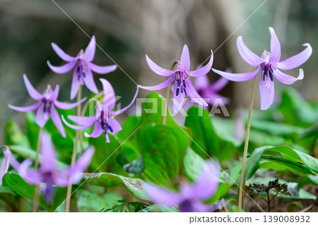 Dogtooth violet flowers blooming close together Dogtooth violet flowers blooming close together 139008932
