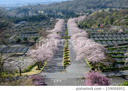 從富士山墓園的觀景台上可以欣賞櫻花大道的全景。 從富士山墓園的觀景台上可以欣賞櫻花大道的全景。 139008952